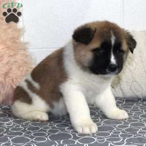 Olive, Akita Puppy